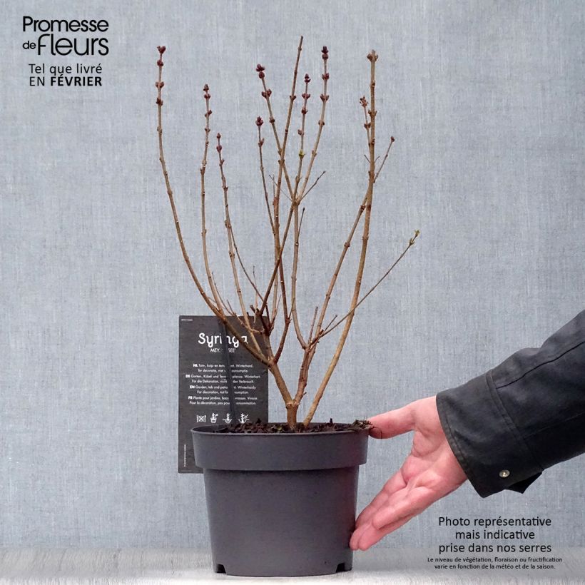 Example of Lilas de Chine - Syringa Josée Pot van 3 l/4 l as you get in hiver