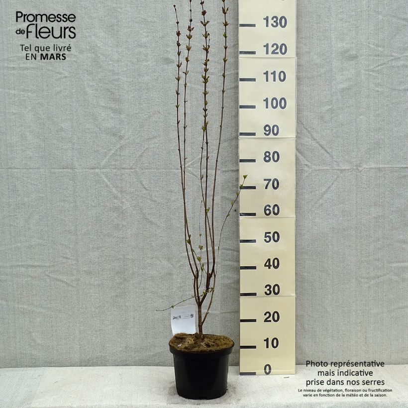 Example of Lilas de Chine - Syringa microphylla Superba Pot van 2 l/3 l as you get in hiver