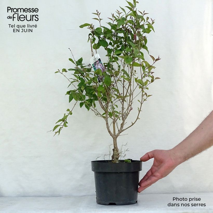 Exemplaar van Syringa microphylla Superba - Dwergsering Pot van 2 l/3 l zoals geleverd in de zomer