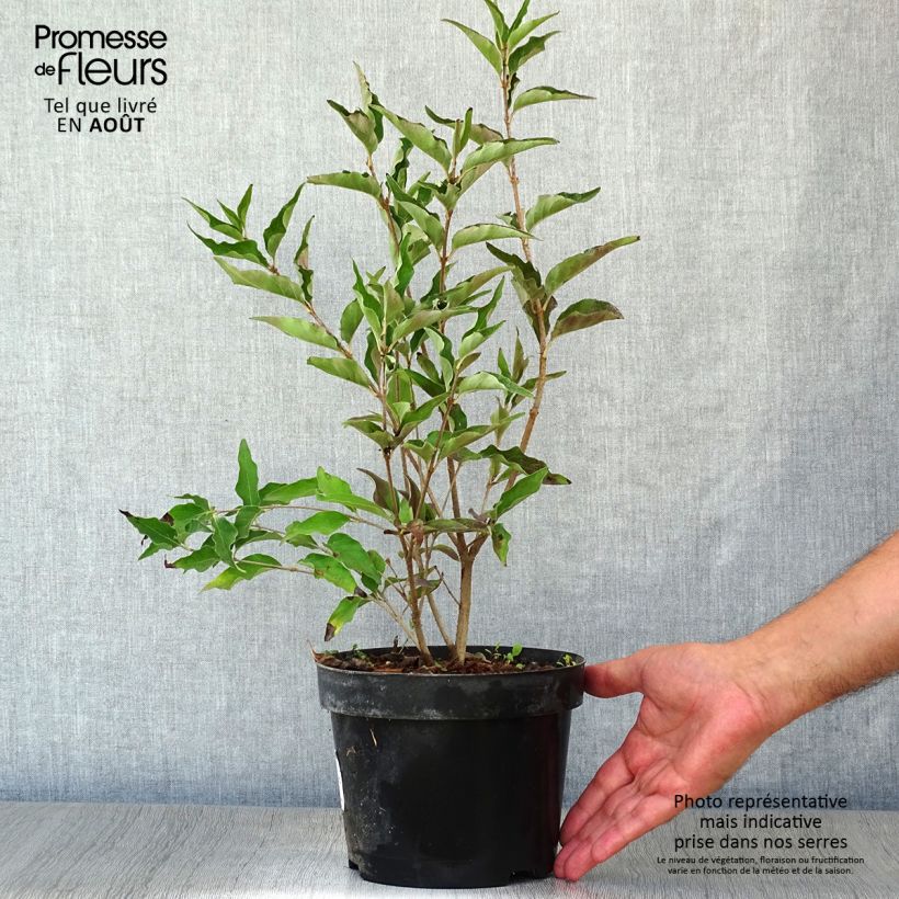 Exemplaar van Syringa patula Miss Kim - Dwergsering Pot van 2 l/3 l zoals geleverd in de zomer