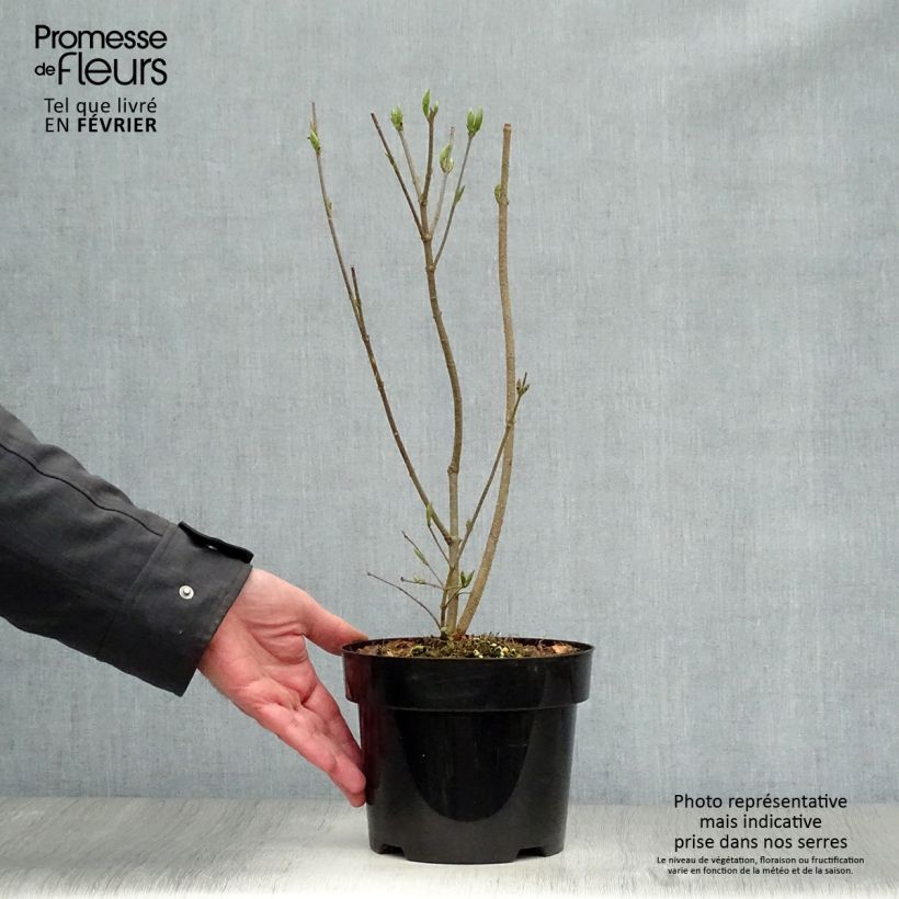 Example of Syringa patula Miss Kim - Dwergsering Pot van 2 l/3 l as you get in hiver