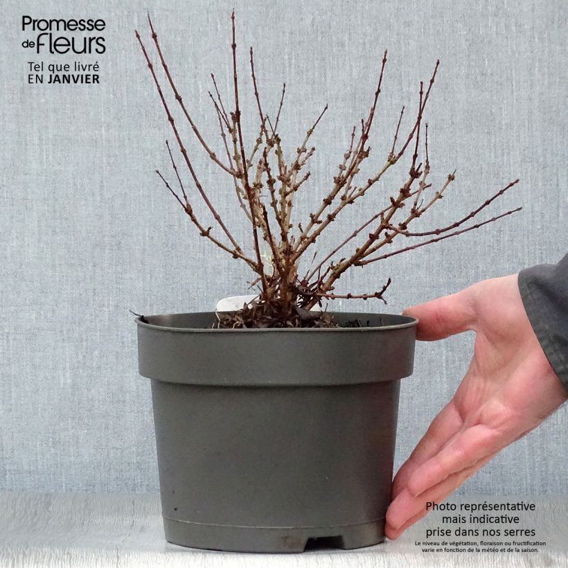 Example of Lilas de Perse - Syringa persica Laciniata Pot van 3 l/4 l as you get in hiver