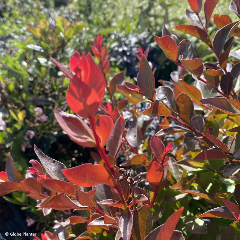Lagerstroemia indica Gourmet Red Red Wine - Indische sering (Blad)