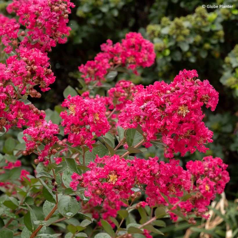Lagerstroemia indica Gourmet Red Red Wine - Indische sering (Bloei)