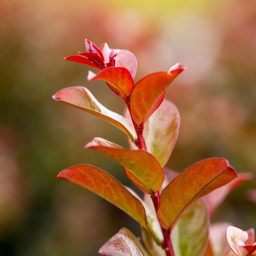 Lagerstroemia indica Ruffled Red Magic - Indische sering (Foliage)