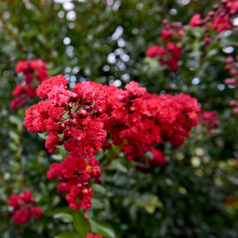 Lagerstroemia indica Ruffled Red Magic - Indische sering (Flowering)