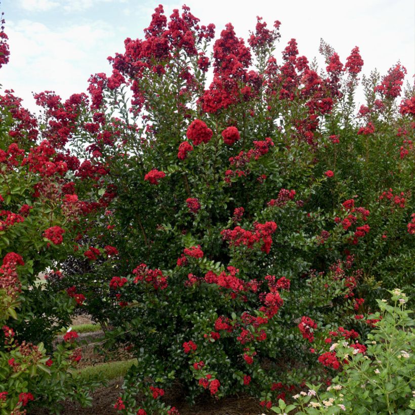 Lagerstroemia indica Ruffled Red Magic - Indische sering (Plant habit)