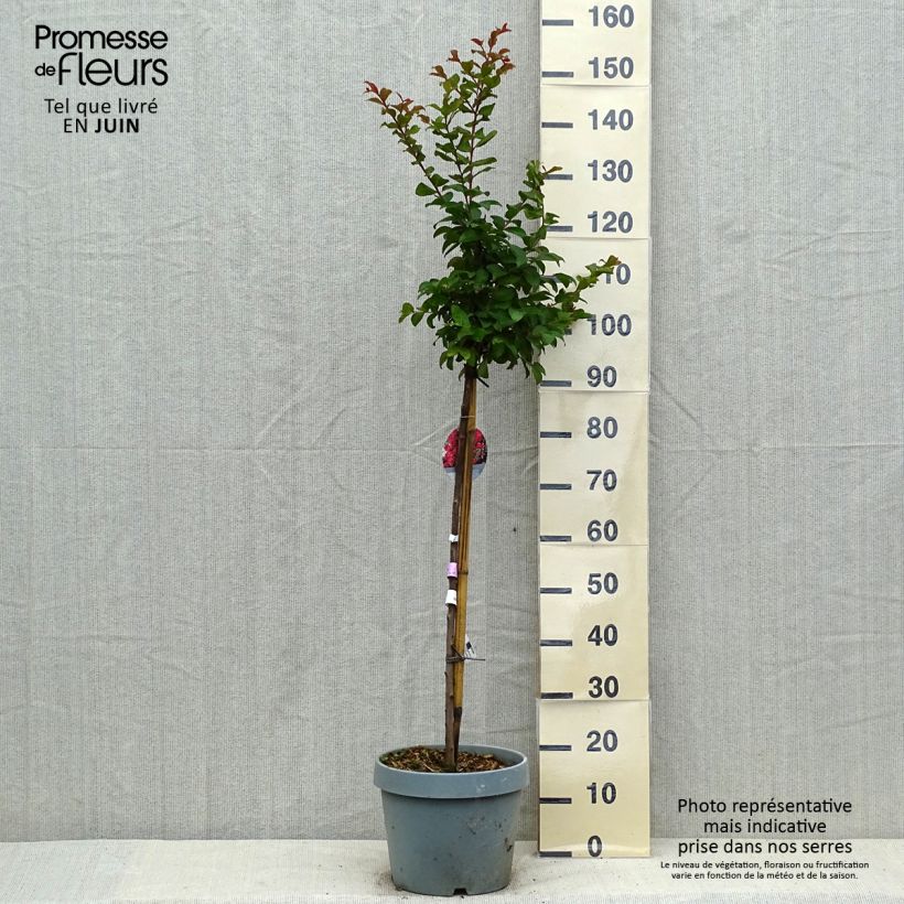 Exemplaar van Lagerstroemia indica Berry Dazzle - Indische sering Pot van 7,5 l/10 l zoals geleverd in de zomer