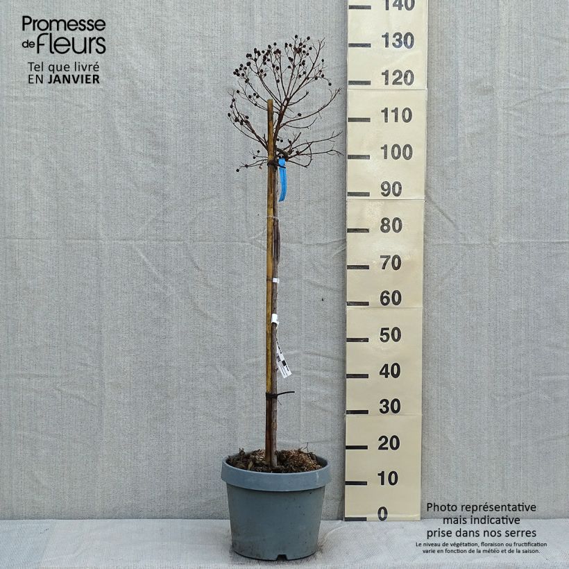 Example of Lilas des Indes - Lagerstroemia indica Berry Dazzle Pot van 7,5 l/10 l as you get in hiver