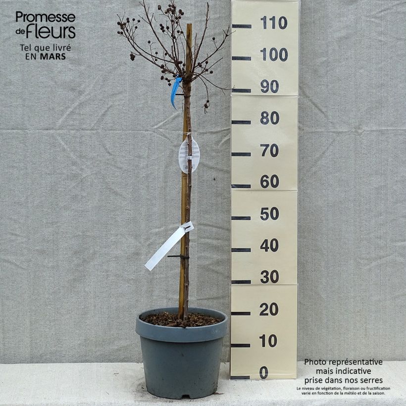 Exemplaar van Lagerstroemia indica Berry Dazzle - Indische sering Pot van 7,5 l/10 l zoals geleverd in de lente