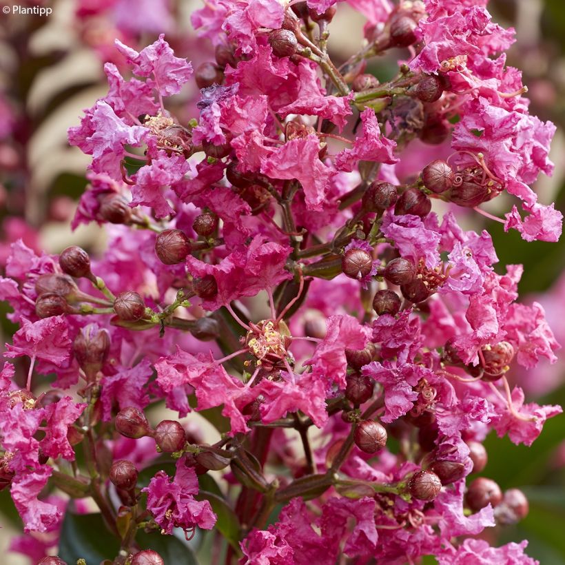 Lagerstroemia indica Berry Dazzle - Indische sering (Flowering)