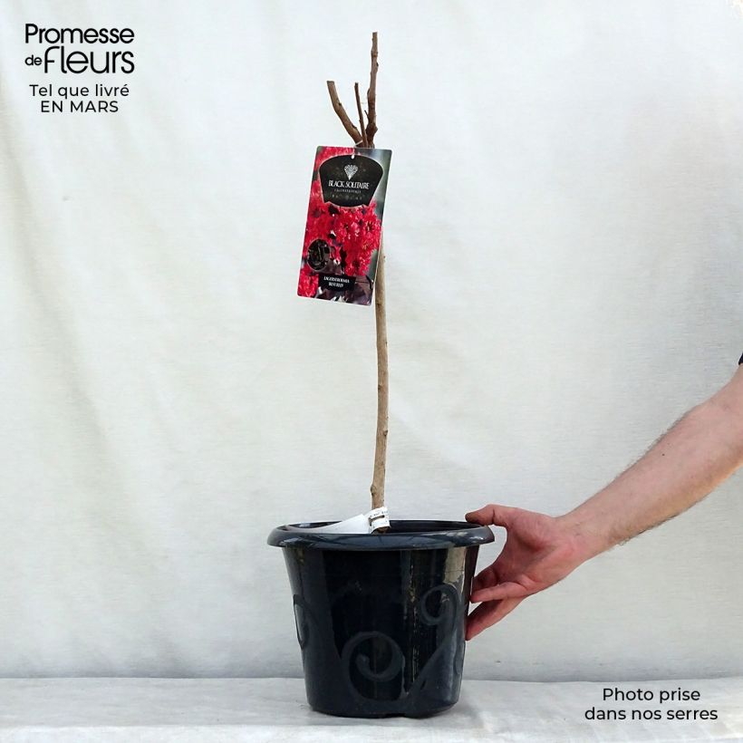 Example of Lagerstroemia indica Black Solitaire Best Red - Indische sering Pot van 7,5 l/10 l as you get in hiver