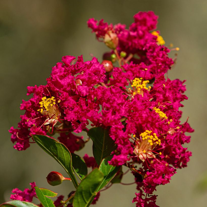 Lagerstroemia indica Caroline Beauty - Indische sering (Flowering)