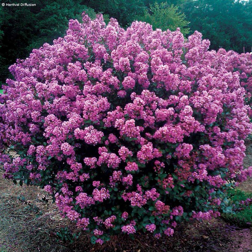 Lagerstroemia indica Enduring Lavender - Indische sering (Groeiplaats)