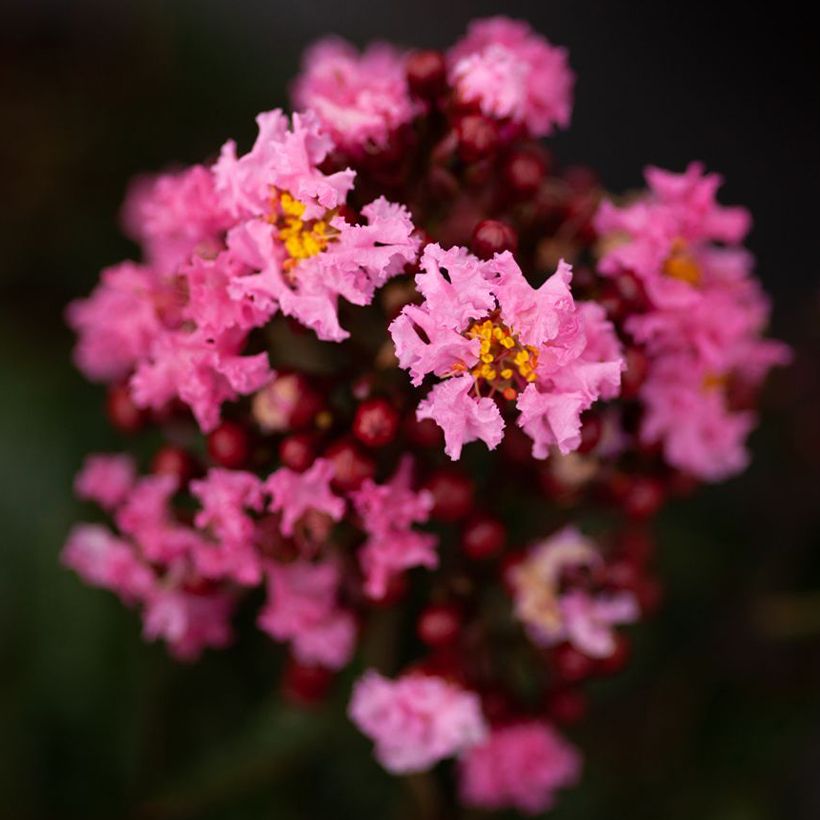 Lagerstroemia indica Enduring Pink - Indische sering (Flowering)