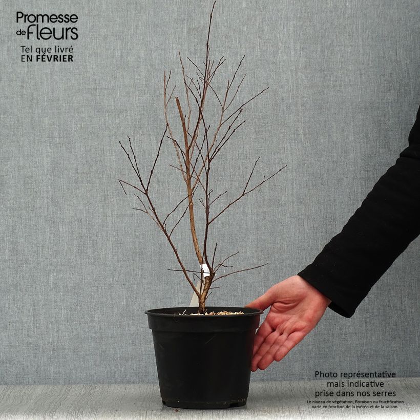 Example of Lilas des Indes - Lagerstroemia indica Enduring Red Pot van 3 l/4 l as you get in hiver