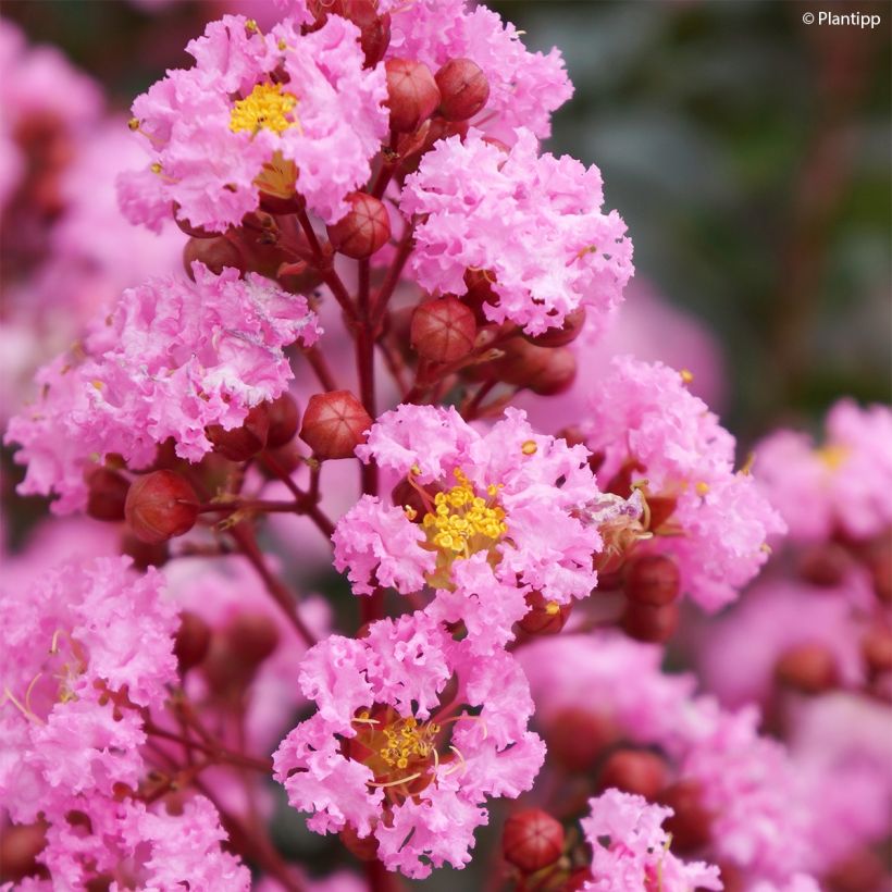 Lagerstroemia indica Eveline - Indische sering (Bloei)