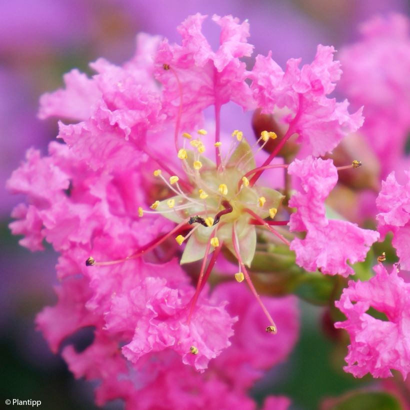 Lagerstroemia indica Girl With Love - Indische sering (Flowering)