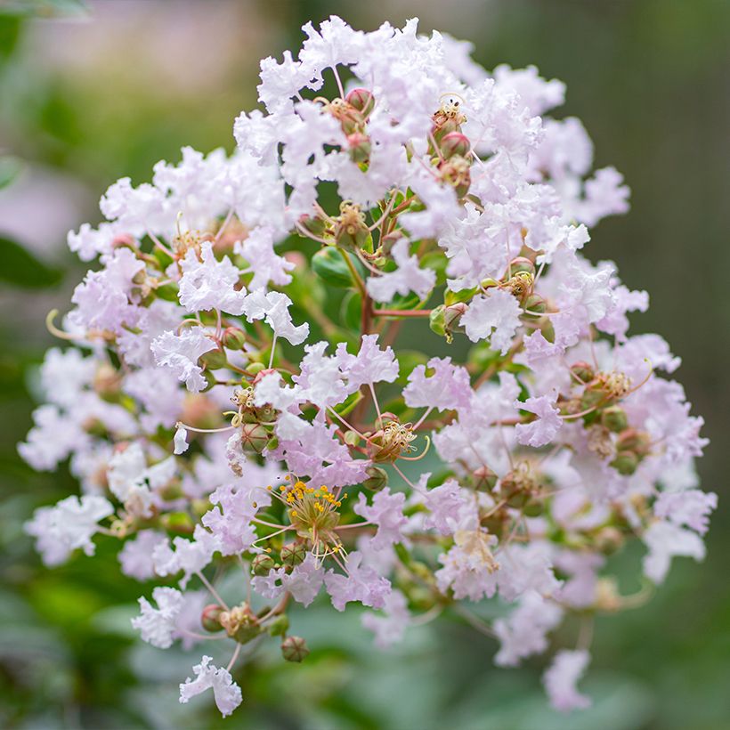 Lagerstroemia indica La Fayette - Indische sering (Flowering)