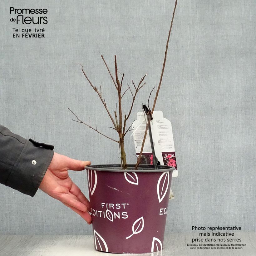 Example of Lilas des Indes - Lagerstroemia indica Midnight Magic Pot van 3 l/4 l as you get in hiver