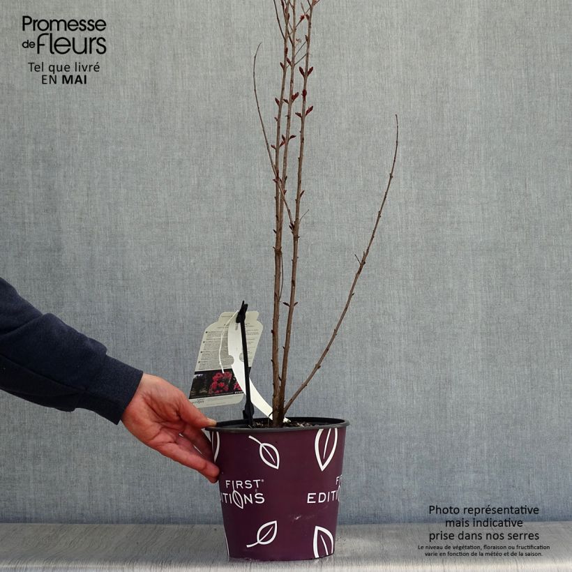 Exemplaar van Lagerstroemia indica Midnight Magic - Indische sering Pot van 3 l/4 l zoals geleverd in de lente