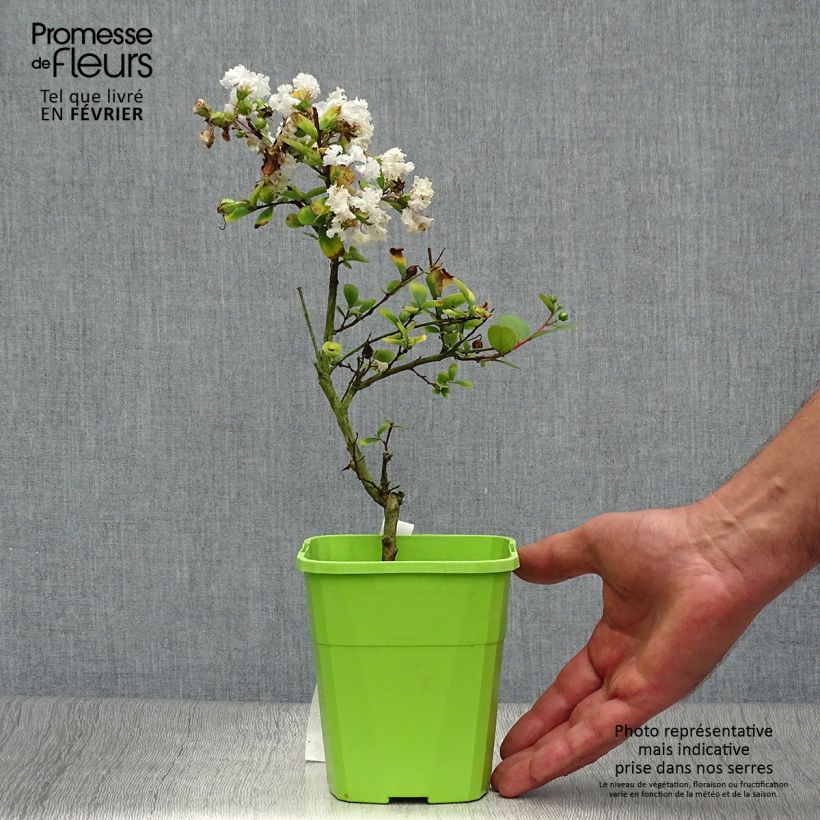 Exemplaar van Lagerstroemia indica Virgin With Love - Indische sering Pot van 3 l/4 l zoals geleverd in de herfst