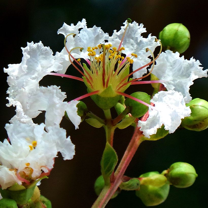 Lagerstroemia indica White Chocolate - Indische sering (Flowering)