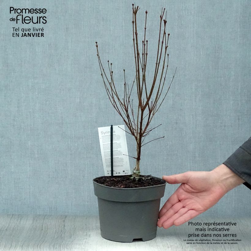Example of Syringa meyeri Flowerfesta Wit - Dwergsering Pot van 3 l/4 l as you get in hiver