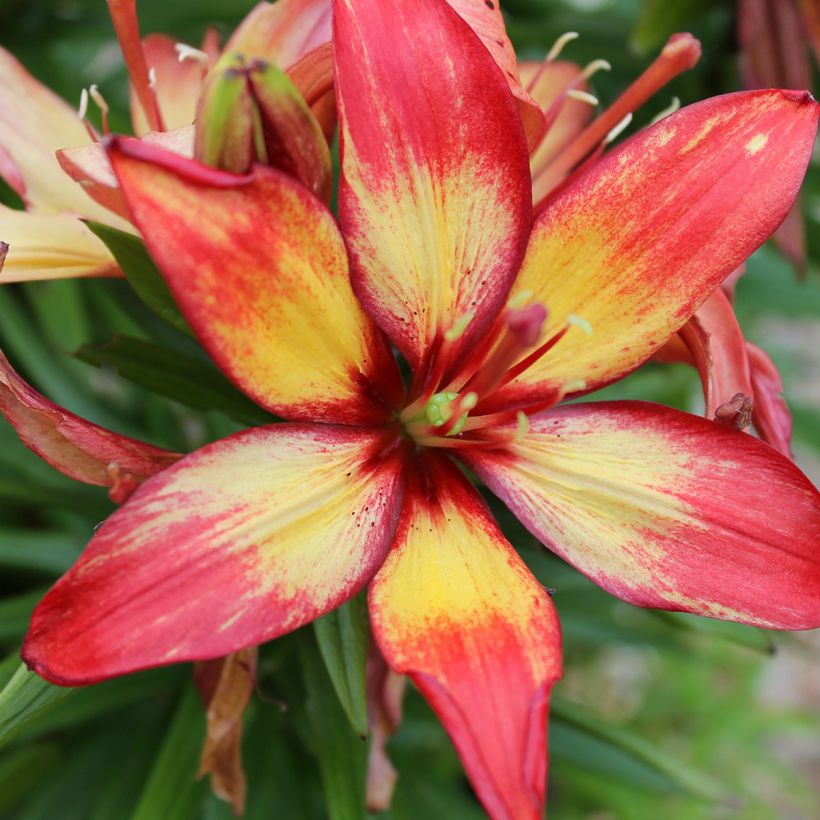 Lis asiatique Forever Linda (Bloei)