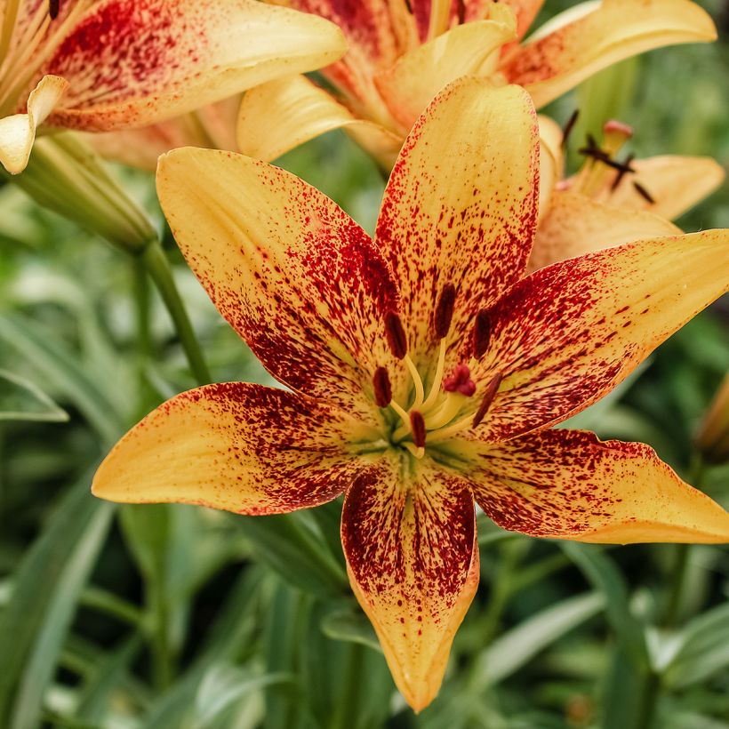 Aziatische lelie Tribal Dance (Bloei)