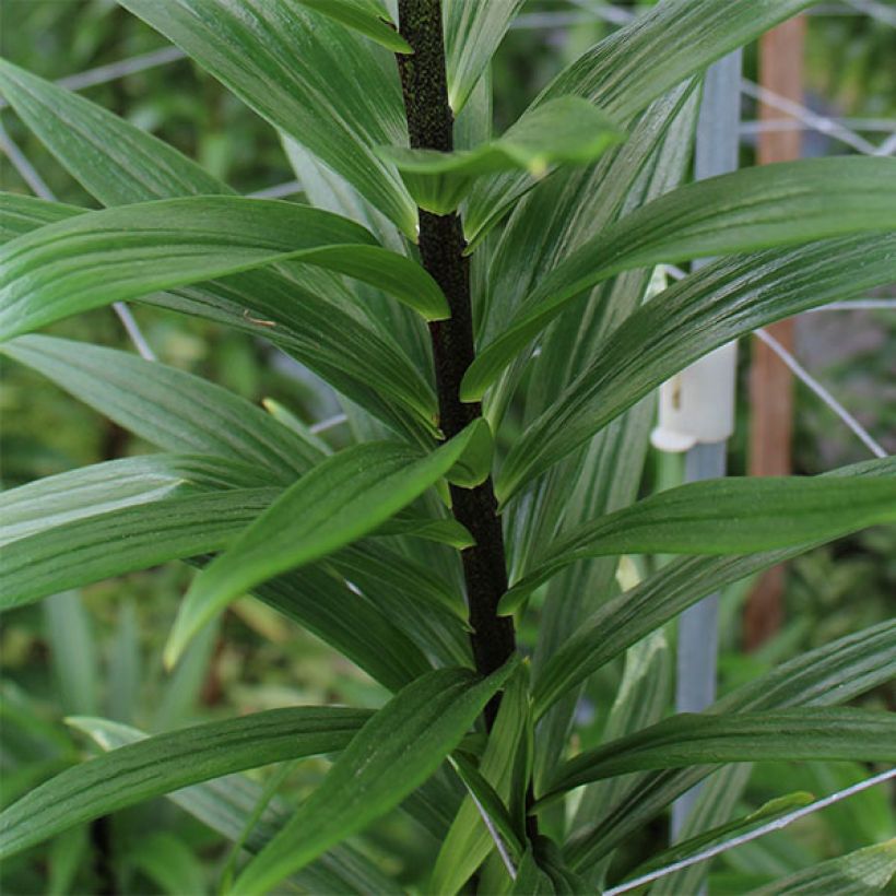 Lilium Foxtrot - Aziatische lelie (Foliage)