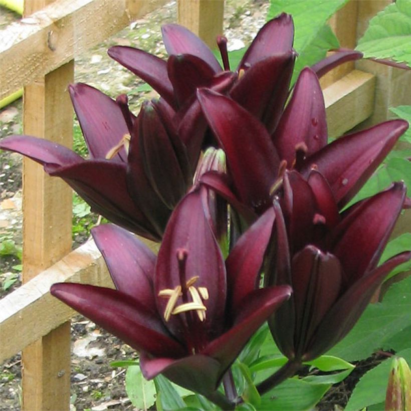 Lilium Landini - Aziatische lelie (Bloei)