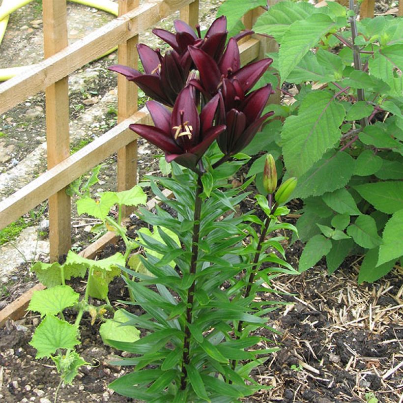 Lilium Landini - Aziatische lelie (Groeiplaats)