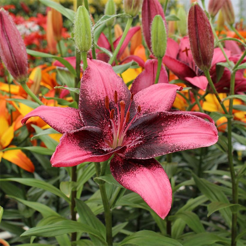 Lilium Purple Eye - Aziatische lelie (Bloei)