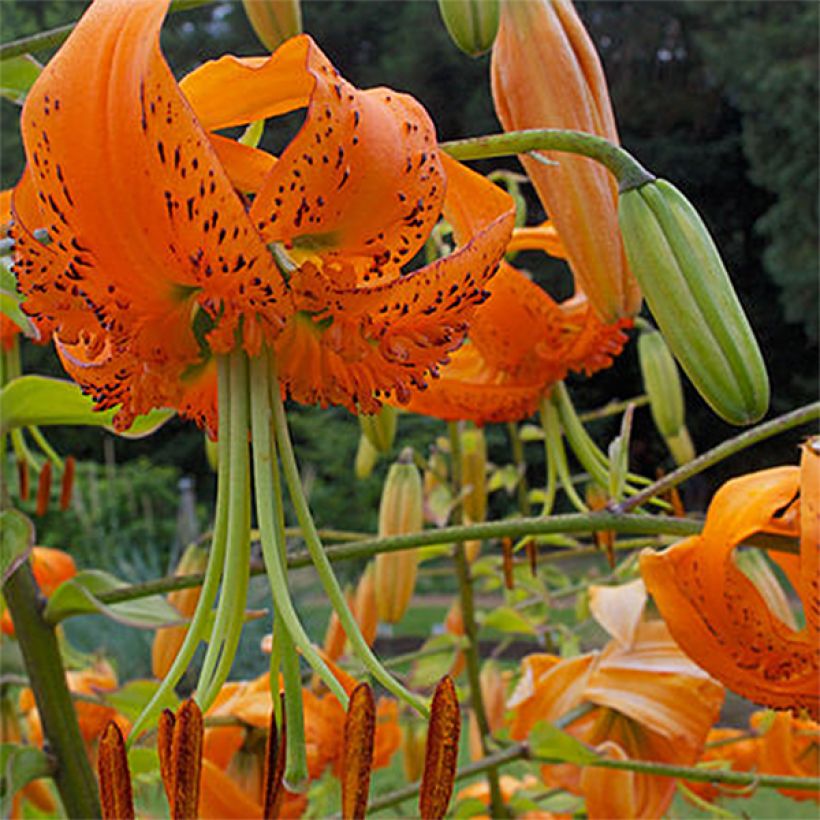 Lilium henryi - Henrys lelie (Flowering)