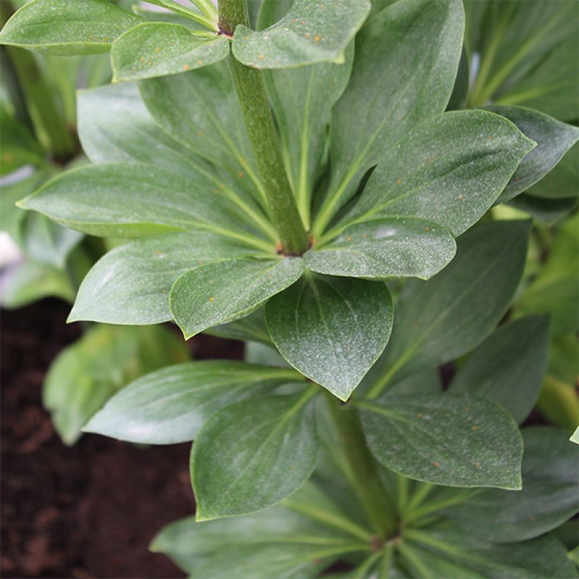 Lilium martagon Pink Morning - Turkse lelie (Foliage)