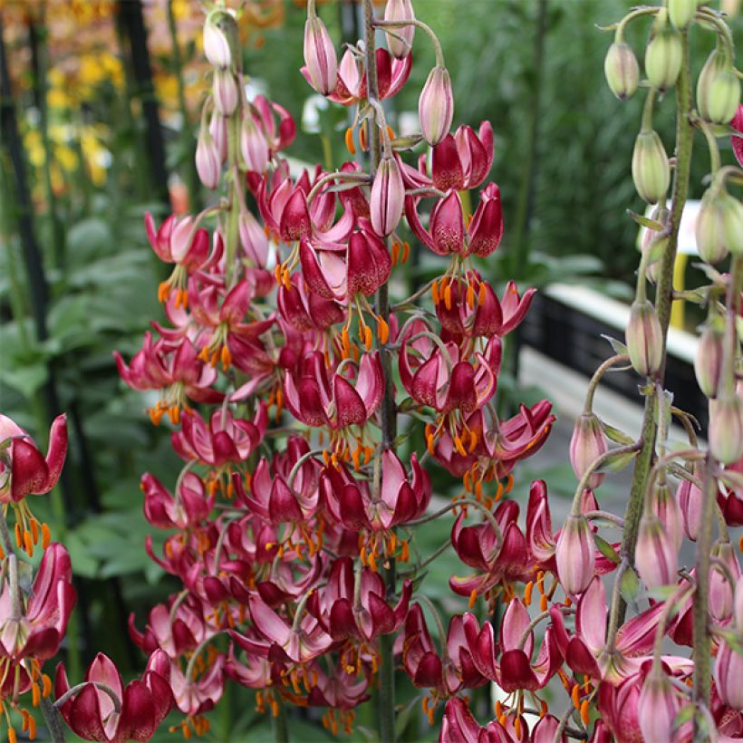 Lilium martagon Russian Morning - Turkse lelie (Bloei)