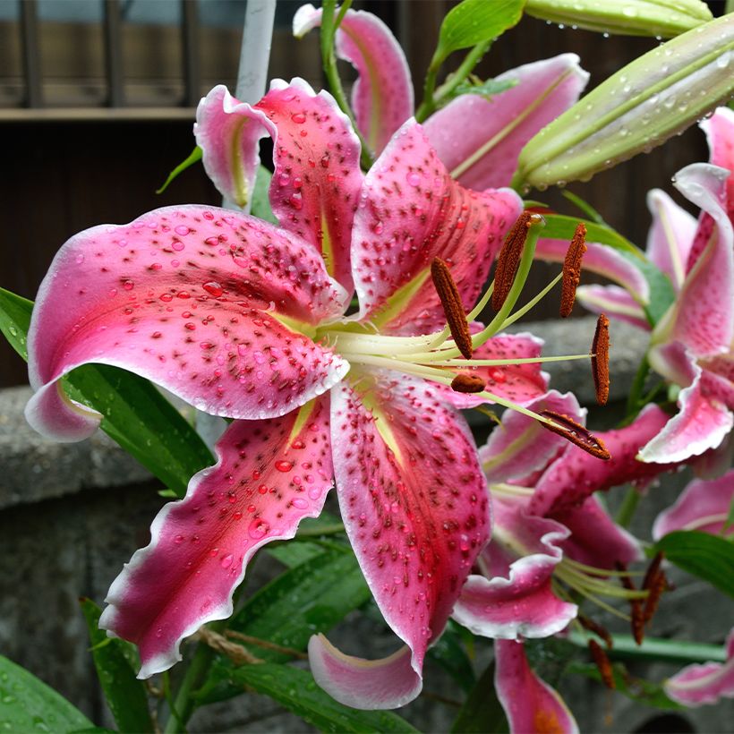 Lilium Imperial Crimson NA - Oriëntaalse lelie (Bloei)