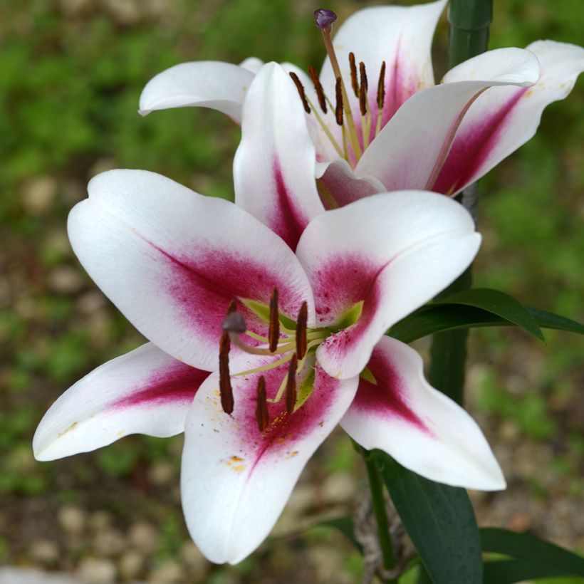 Lilium Gaucho - Oriëntaalse lelie (Bloei)