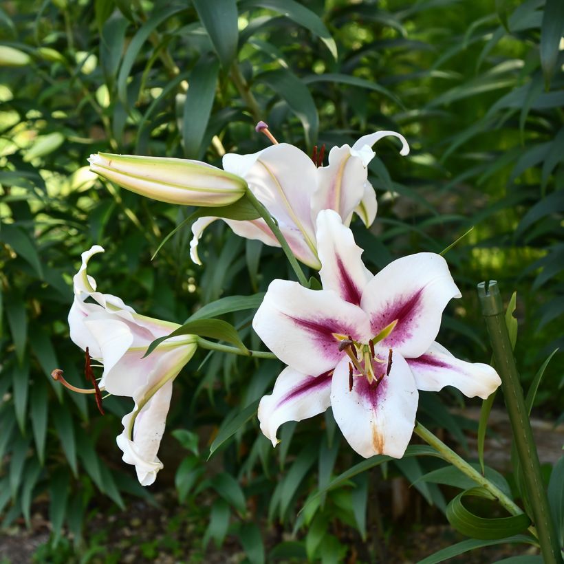 Lilium Gaucho - Oriëntaalse lelie (Groeiplaats)