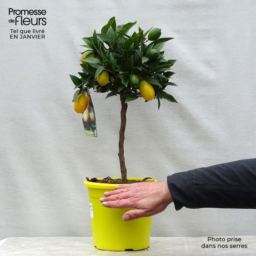 Exemplaar van Limequat - Citrus × floridana Pot van 4 l/5 l, Kwartstam zoals geleverd in de winter