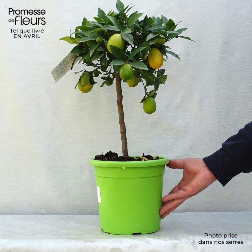 Exemplaar van Limequat - Citrus × floridana Pot van 4 l/5 l, Kwartstam zoals geleverd in de lente