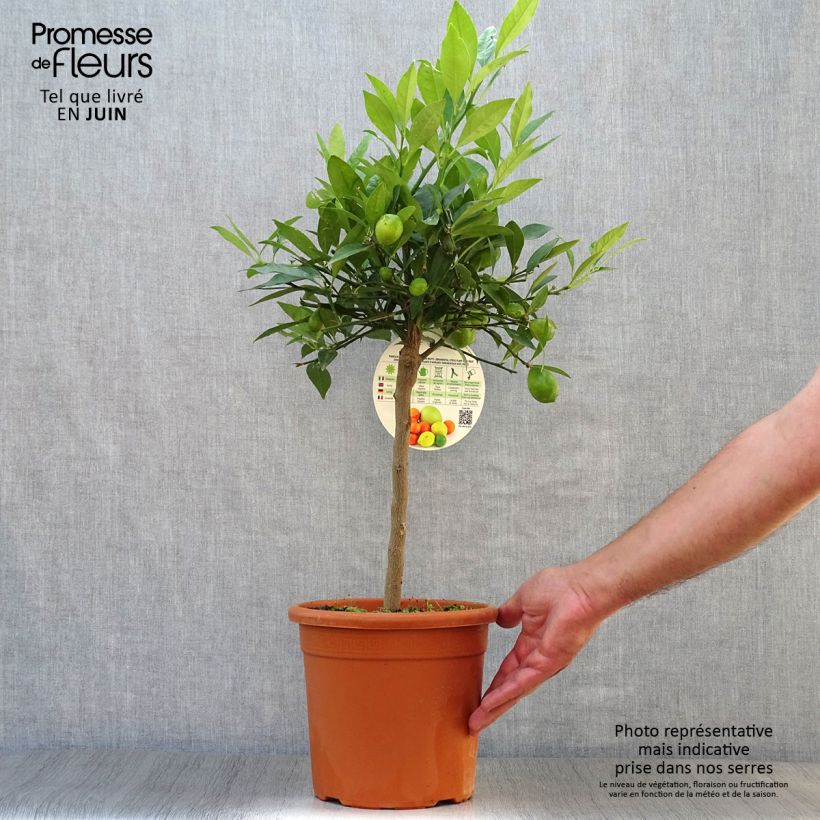Exemplaar van Limequat - Citrus × floridana Pot van 4 l/5 l, Kwartstam zoals geleverd in de zomer