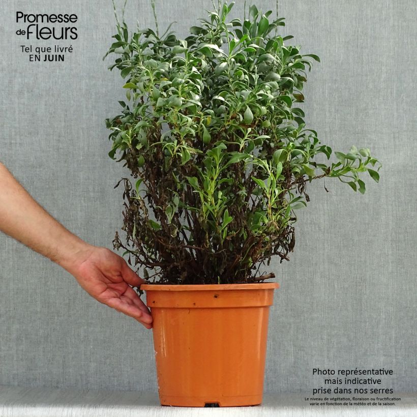 Exemplaar van Limoniastrum monopetalum - Lavendelsteen Pot van 7,5 l/10 l zoals geleverd in de zomer
