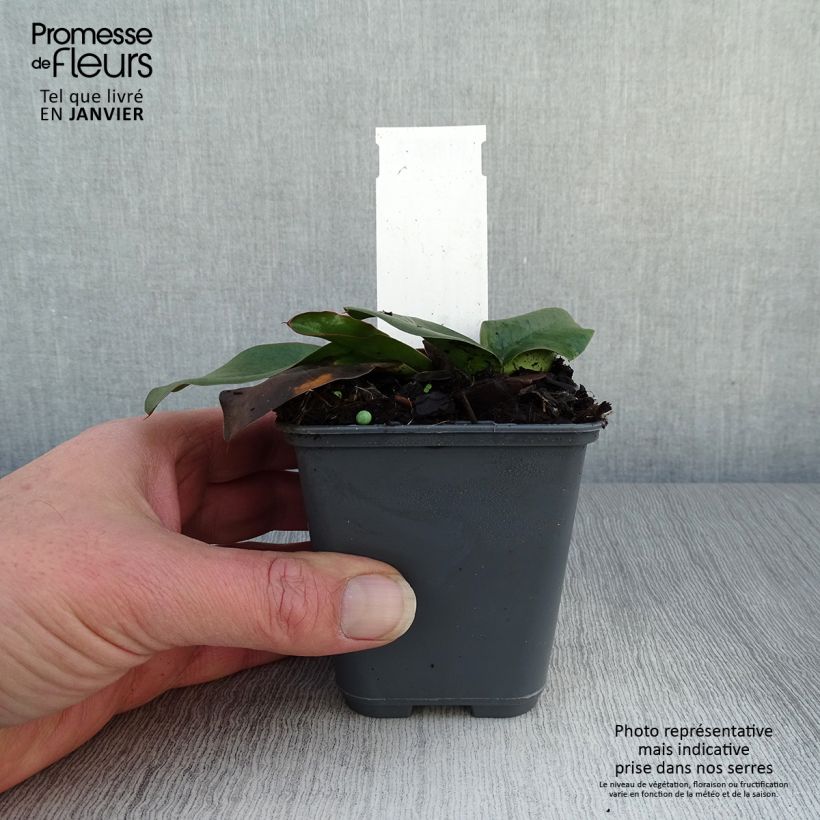 Example of Limonium gmelinii hungaricum - Lamsoor Kweekpotje van 8/9 cm as you get in hiver