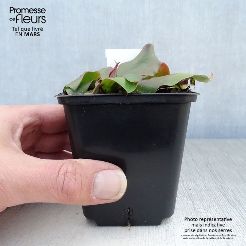 Exemplaar van Limonium platyphyllum - Lamsoor Kweekpotje van 8/9 cm zoals geleverd in de lente