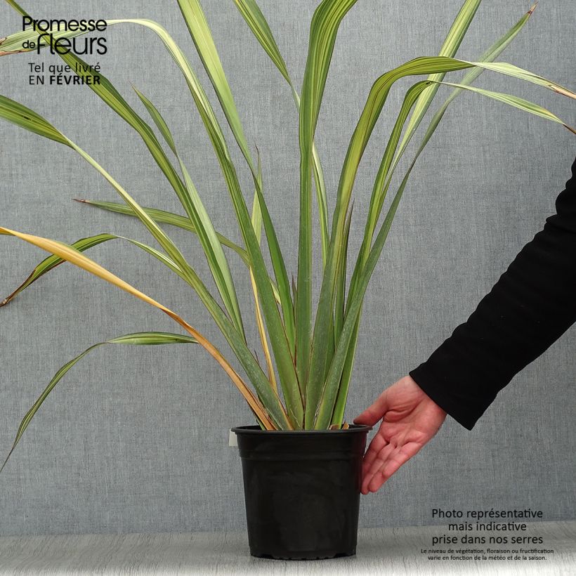Example of Phormium Apricot Queen - Nieuw-Zeelands vlas Pot van 3 l/4 l as you get in hiver