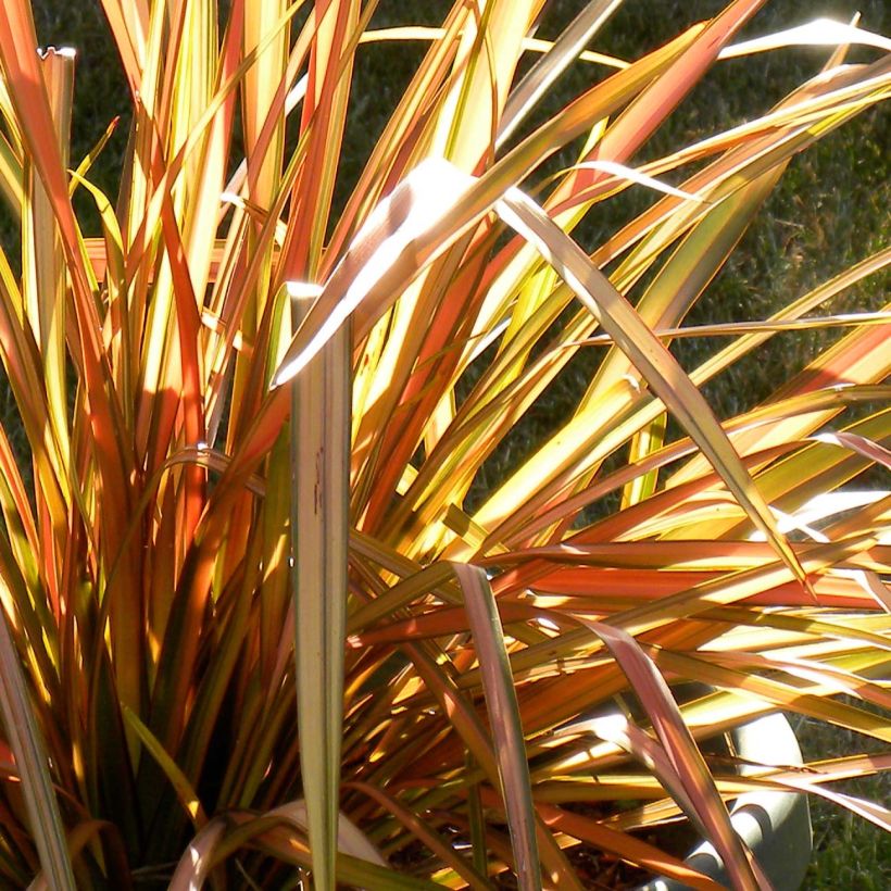 Phormium tenax Flamingo - Nieuw-Zeelands vlas (Foliage)