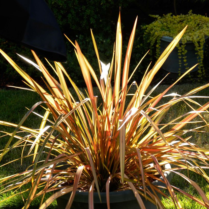 Phormium tenax Flamingo - Nieuw-Zeelands vlas (Plant habit)