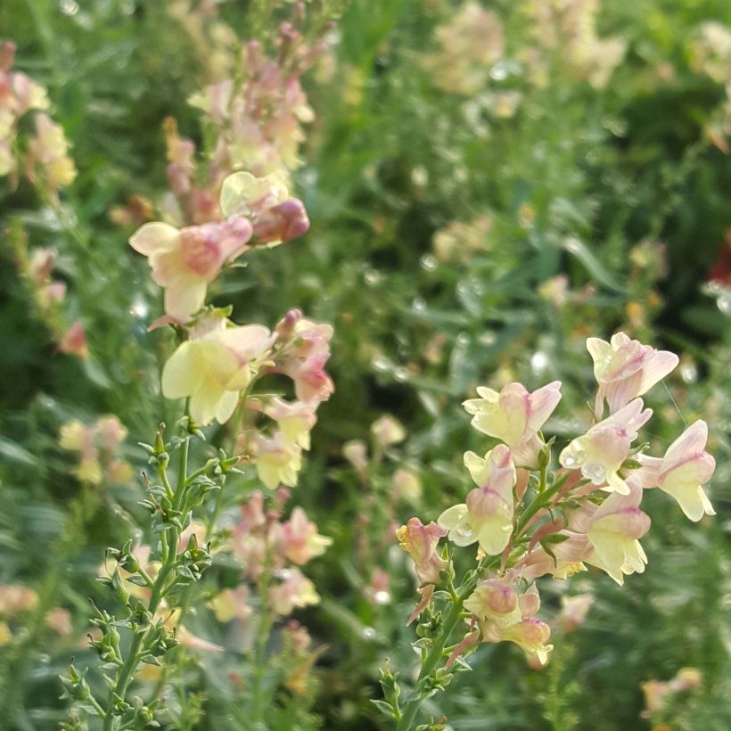 Linaria purpurea Peachy - Vlasleeuwenbek (Flowering)